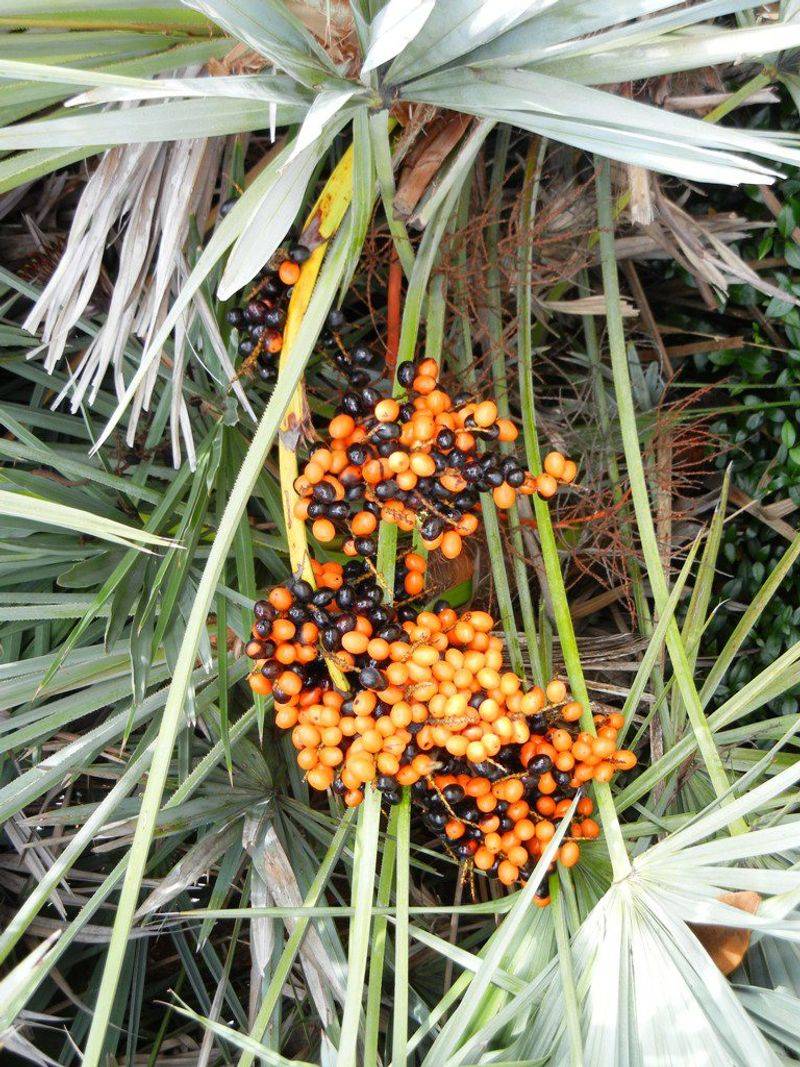 Saw Palmetto Keeps Insects Moving Through Fall