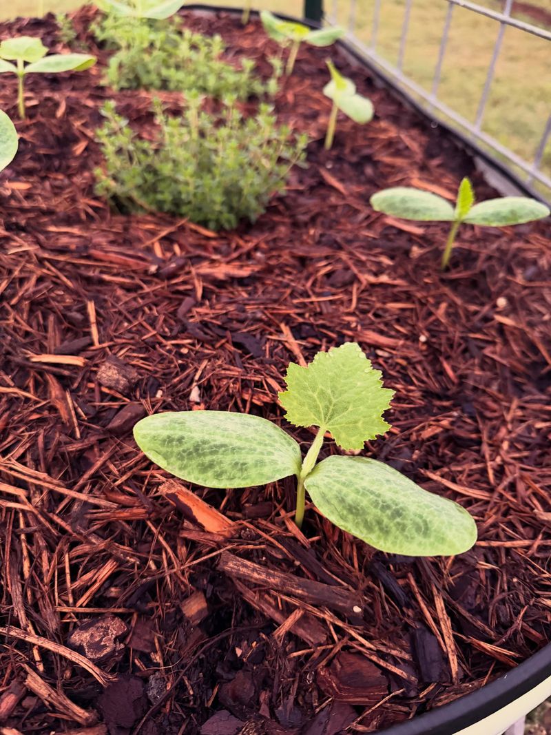 Sawdust Mulch Sawdust Mulch