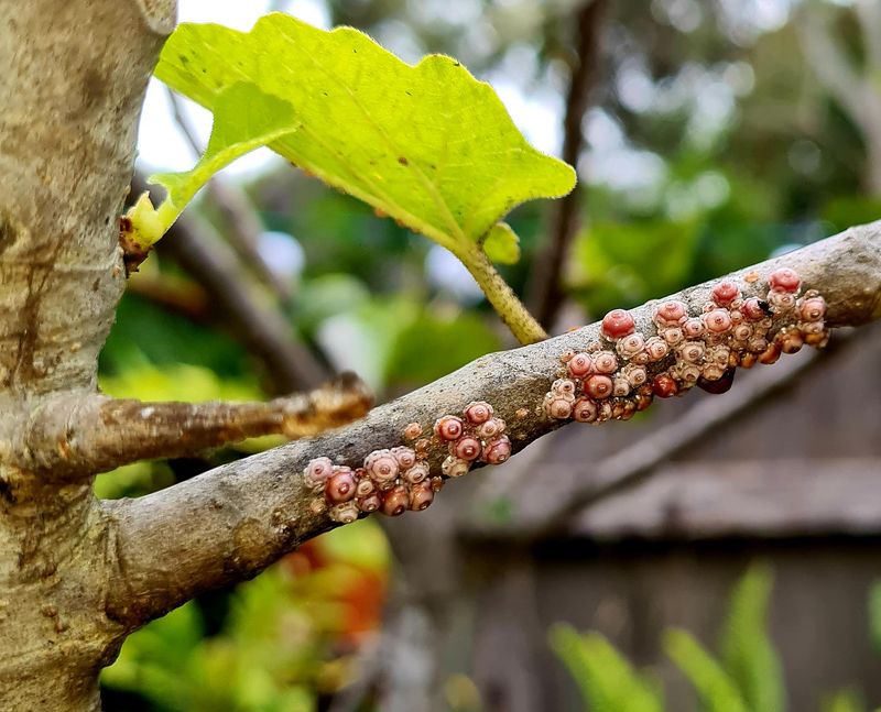 Scale Insects Scale Insects