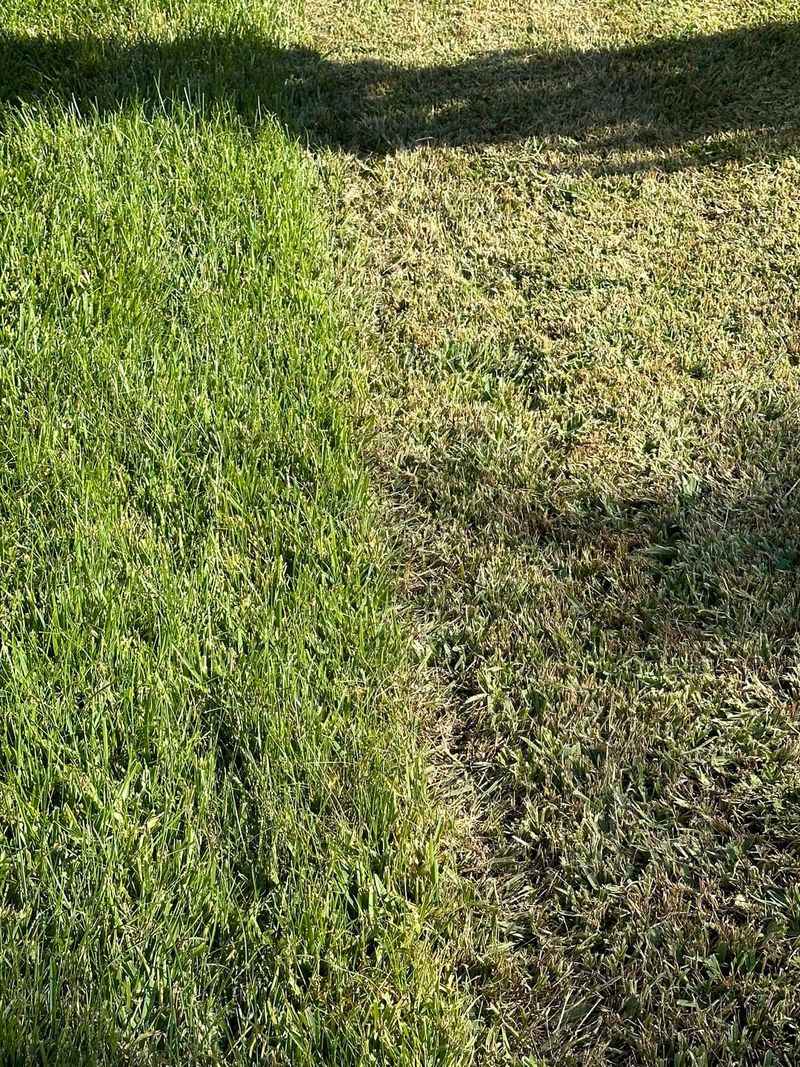 Scalped Blades Leave Weak Roots Exposed To The Florida Sun Scalped Blades Leave Weak Roots Exposed To The Florida Sun