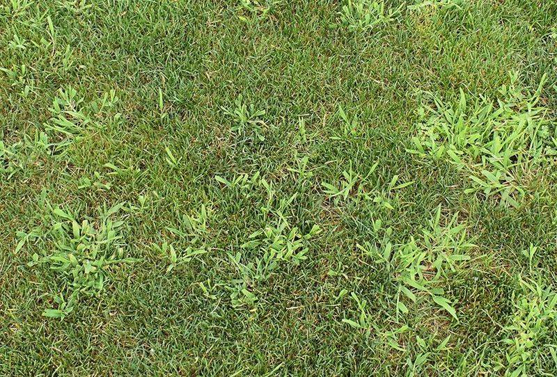 Scalped Soil Warms Faster And Wakes Old Seeds Scalped Soil Warms Faster And Wakes Old Seeds