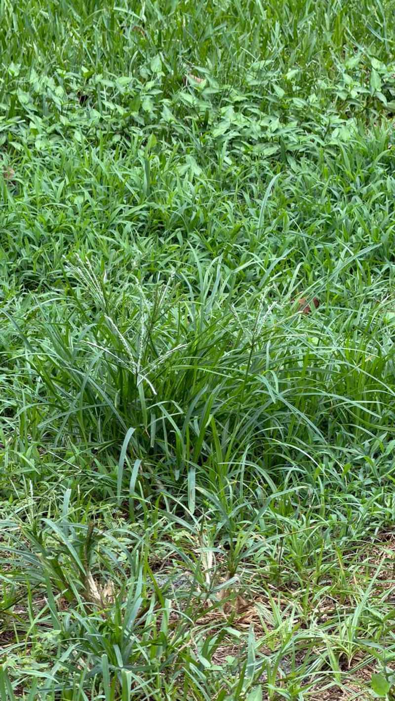 Scalped Turf And The Weeds That Follow