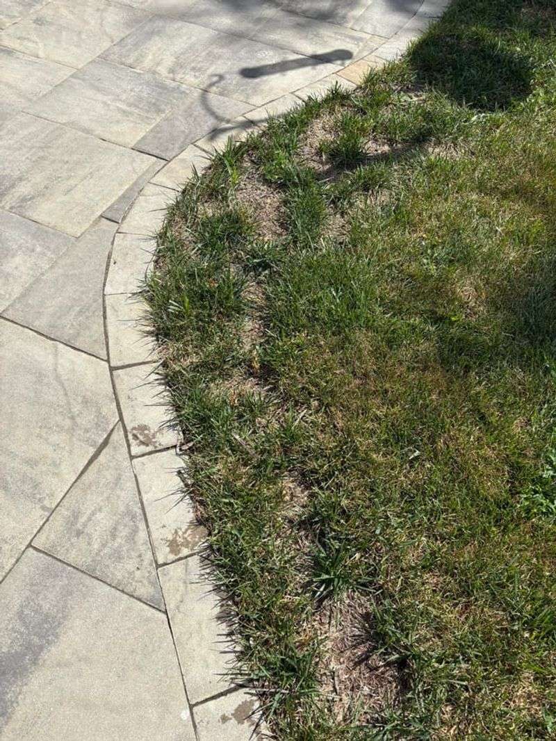 Scalped Turf Leaves Bare Gaps Behind