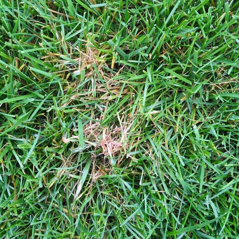 Scalping Can Leave A New Lawn Thin And Uneven Scalping Can Leave A New Lawn Thin And Uneven