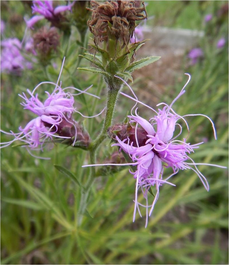 Scaly Blazing Star Handles Dry Rocky Ground With Ease Scaly Blazing Star Handles Dry Rocky Ground With Ease