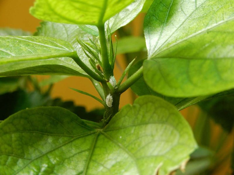 Scan Branches For Scale And Mealybugs