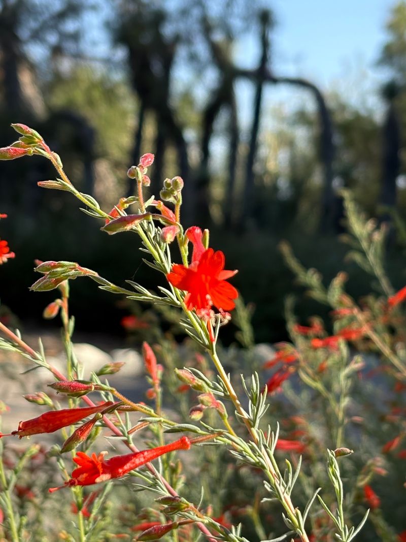 Scarlet Color During The Hottest Weeks