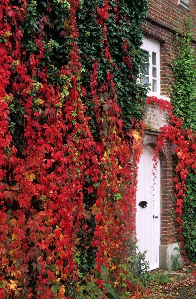 Scarlet Fall Leaves Point Birds Toward The Fruit Scarlet Fall Leaves Point Birds Toward The Fruit