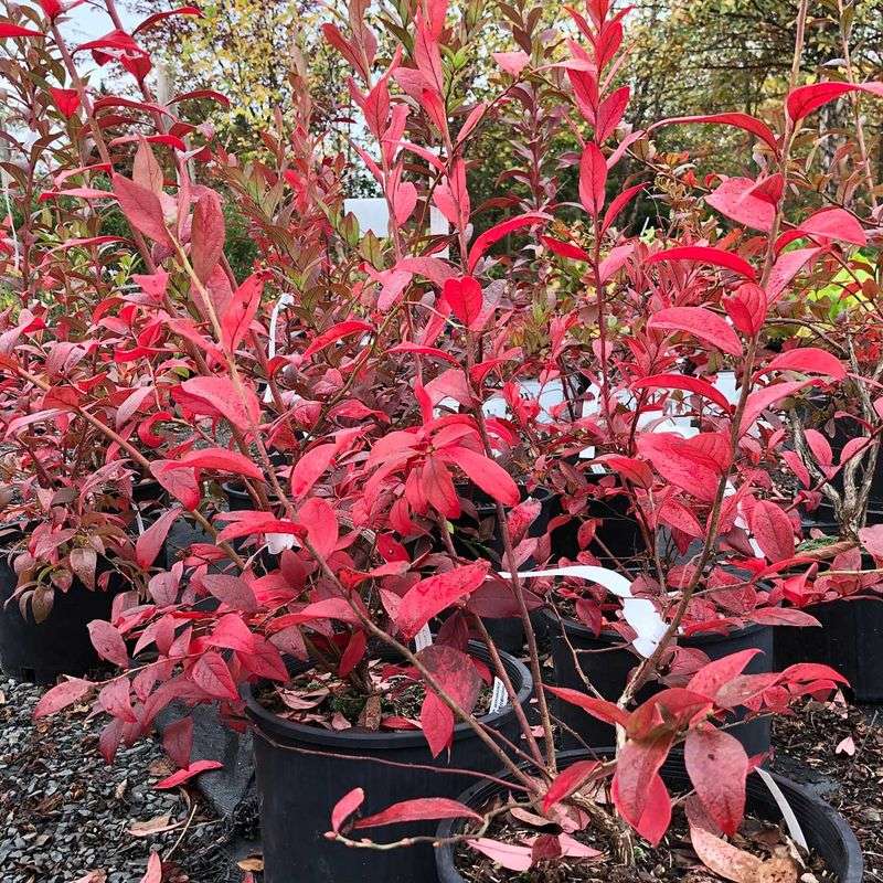 Scarlet Foliage And Sweet Fruit Make Highbush Blueberry A Two-Season Pick