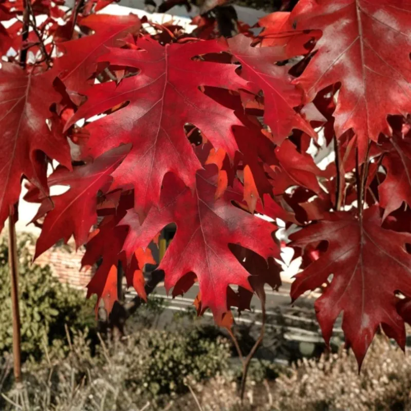 Scarlet Oak Brings Deep Red Autumn Foliage Scarlet Oak Brings Deep Red Autumn Foliage