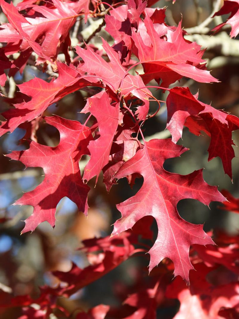 Scarlet Oak Earns Its Name In Drought