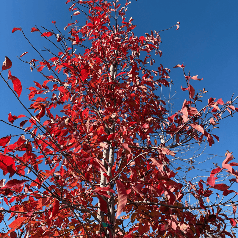 Scarlet Orange And Burgundy Can Share The Same Tree Scarlet Orange And Burgundy Can Share The Same Tree