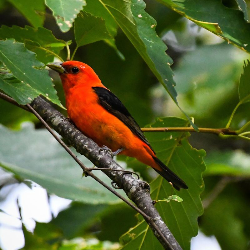 Scarlet Tanagers May Appear Before Moving South