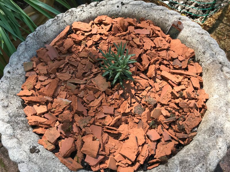 Scatter Shards as Pest-Deterring Mulch