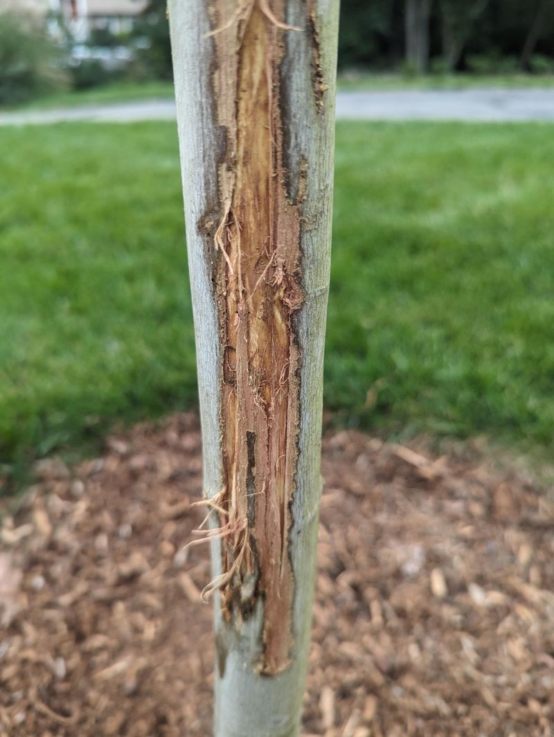 Scent Marks Left Along Buck Travel Routes