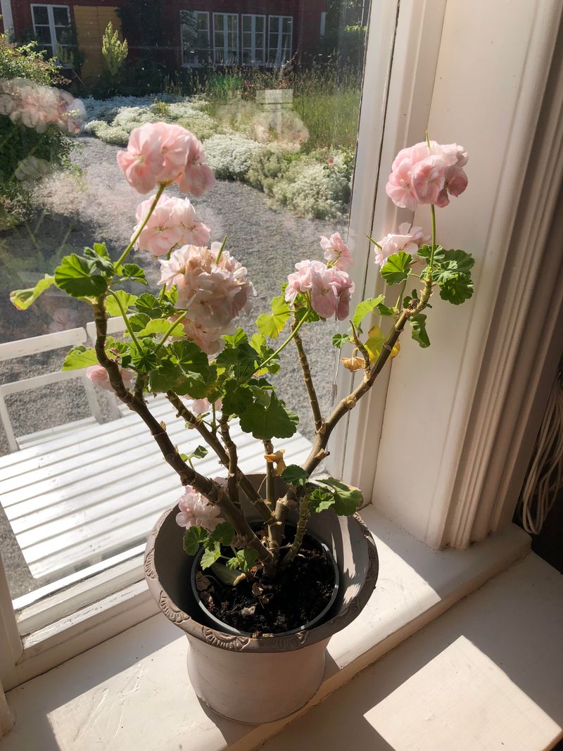 Scented Geraniums Reward Indoor Space Scented Geraniums Reward Indoor Space