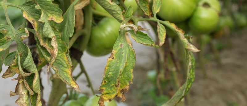 Scorched Leaves Cannot Recover