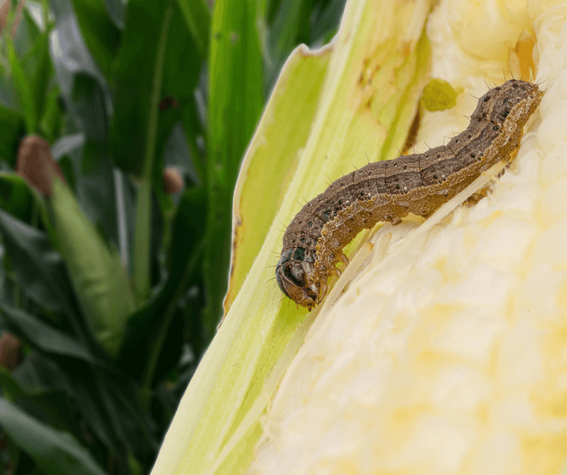 Scout At Dusk When Armyworms Become Active Scout At Dusk When Armyworms Become Active