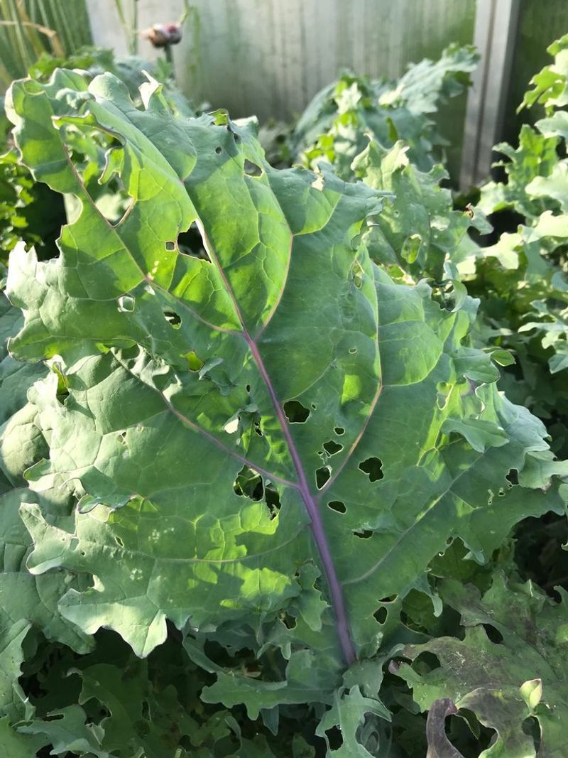 Scout Before Reaching For Insecticide