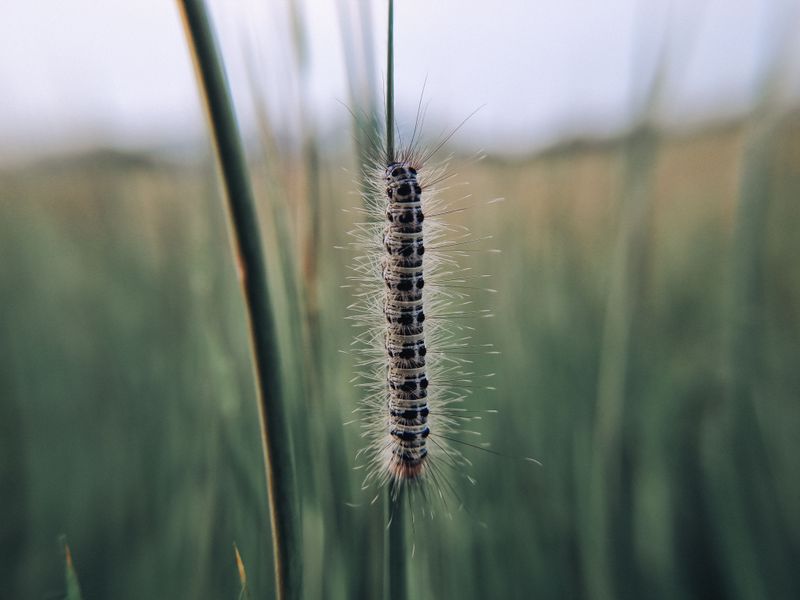 Scout For Fall Armyworms Across The Whole Lawn Scout For Fall Armyworms Across The Whole Lawn
