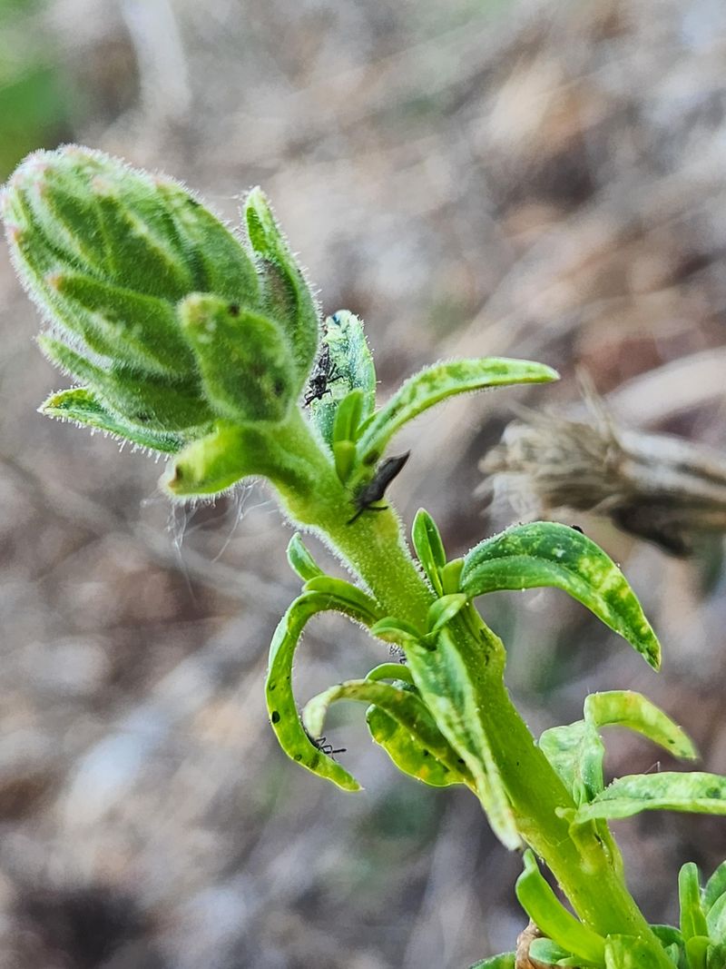 Scout For Pests And Mildew Scout For Pests And Mildew