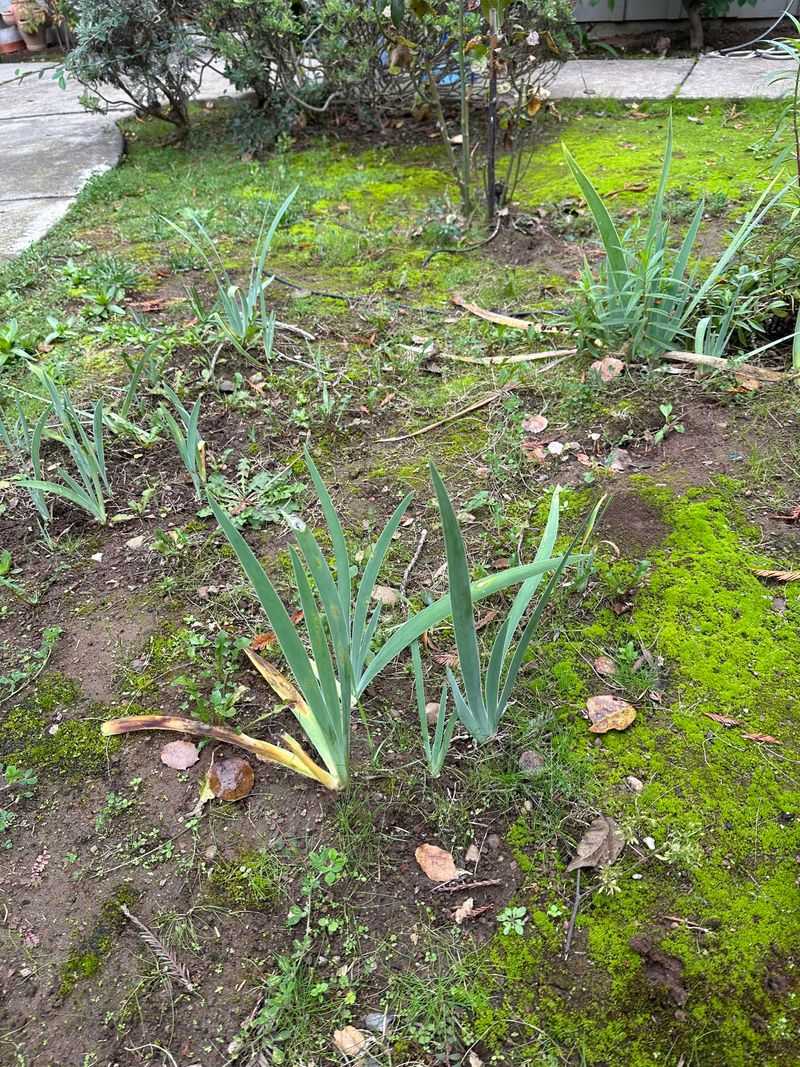 Scout Out A Sunnier Spot For Shy Bloomers