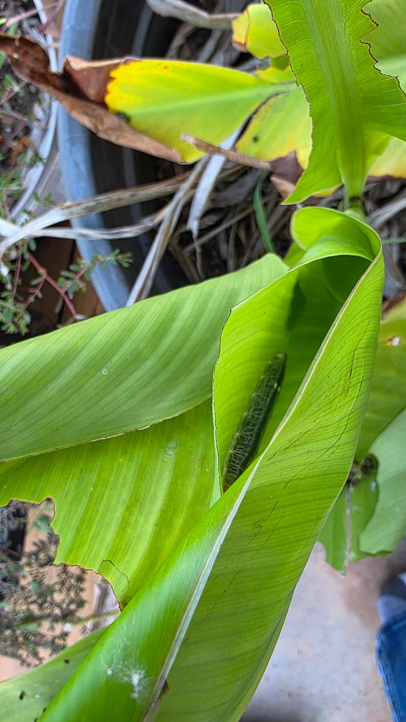 Scout The Leaves For Pests And Disease Scout The Leaves For Pests And Disease
