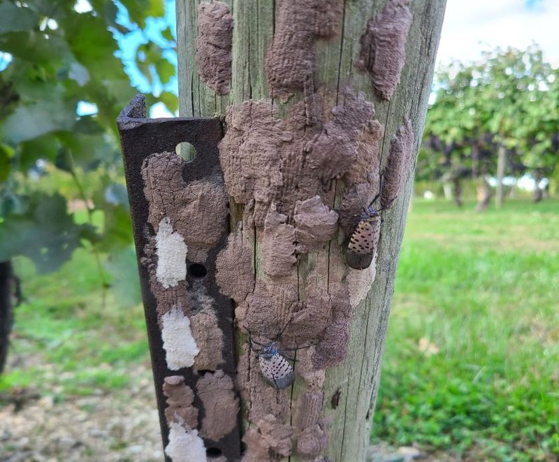 Scrape Egg Masses The Right Way
