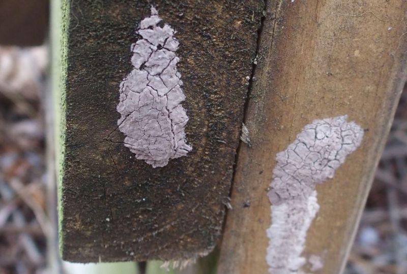 Scraping Egg Masses Before Spring Arrives Scraping Egg Masses Before Spring Arrives