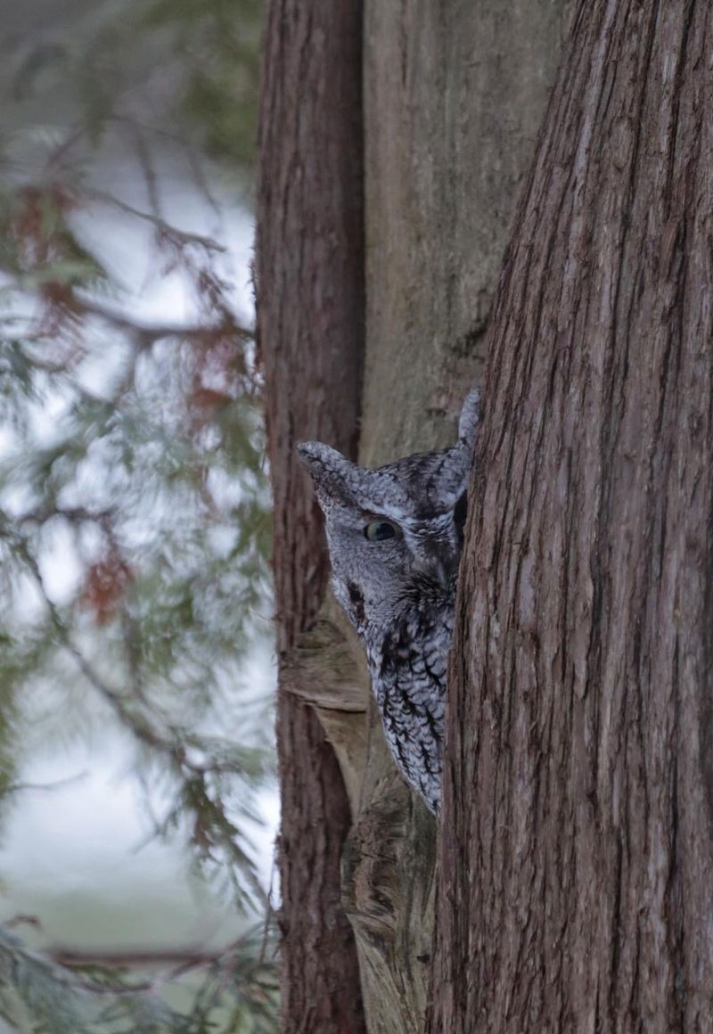 Screech Owls Hunt Mice, Voles, And Big Insects Nearby Screech Owls Hunt Mice, Voles, And Big Insects Nearby