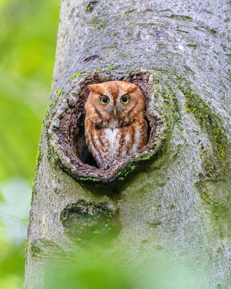 Screech Owls Stay In Georgia Throughout The Year Screech Owls Stay In Georgia Throughout The Year