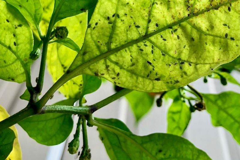 Screen for pests and disease before sheltering it