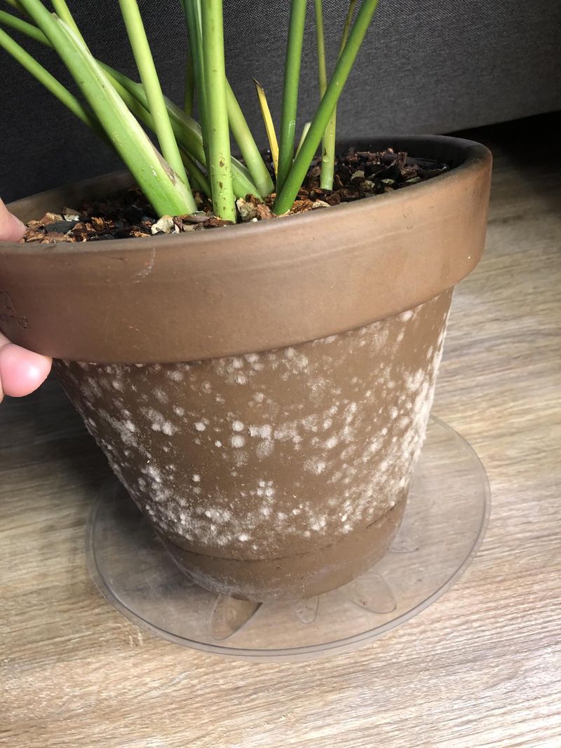 Scrub Off Algae, Mold, And White Crust