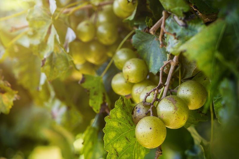 Scuppernong Delivers A Classic Muscadine Flavor Scuppernong Delivers A Classic Muscadine Flavor