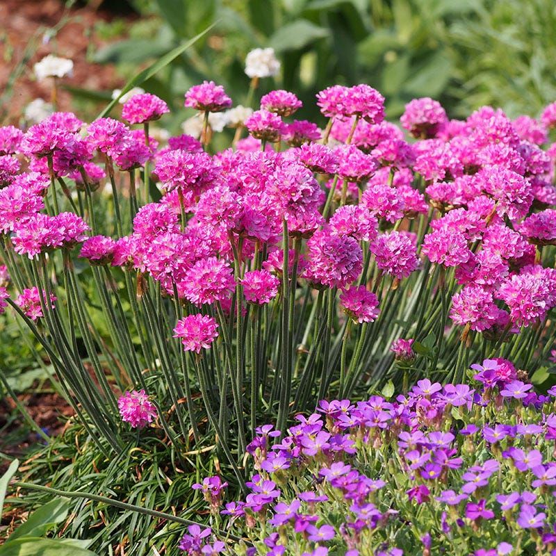 Sea Thrift Pops Up Pink Along California Shores