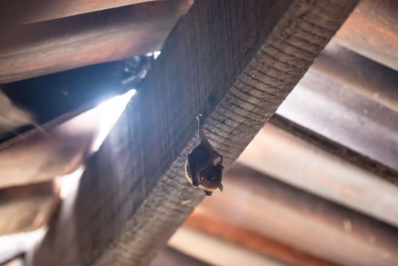 Seal Every Entry Point After The Attic Is Clear