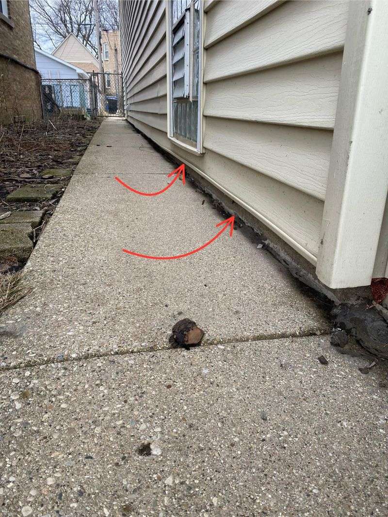 Seal Foundation Gaps Before Rats Find Them