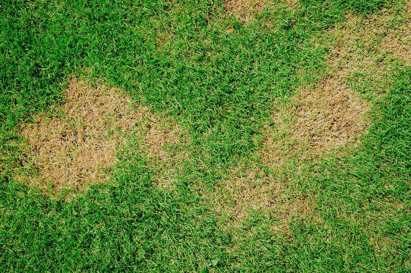 Search The Thatch Where Sod Webworms Hide By Day