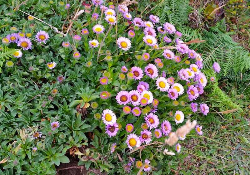 Seaside Daisy, A Cheerful Gift From The Coast
