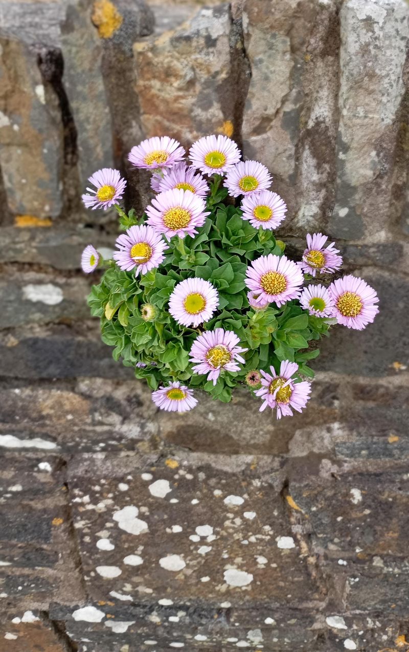 Seaside Daisy Blooms Nearly Year Round