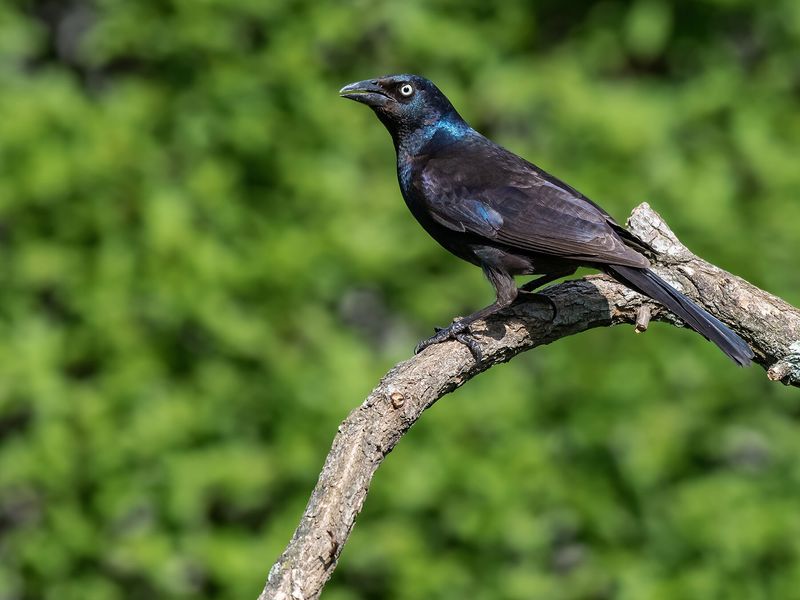 Seasonal Changes Are Altering Their Feeding Patterns