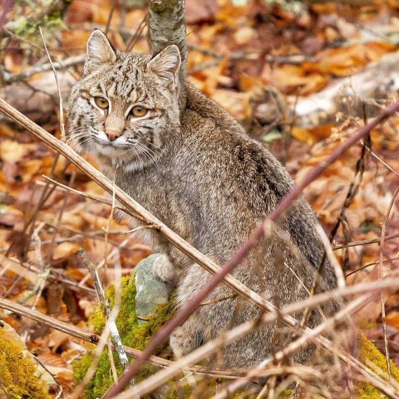 Seasonal Changes Can Bring Bobcats Closer To Homes