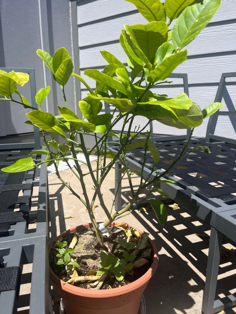 Seasonal Leaf Shedding That Needs No Rescue