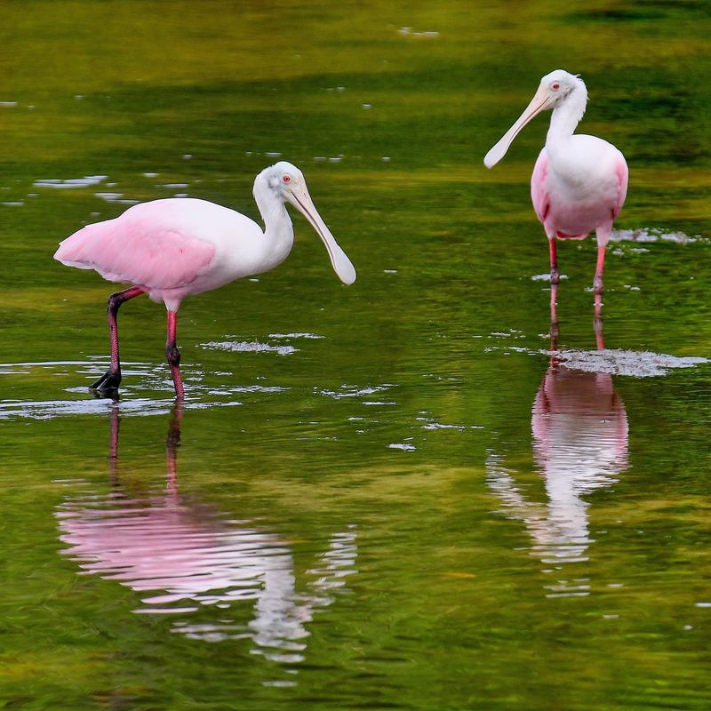 Seasonal Movement May Bring Spoonbills Closer