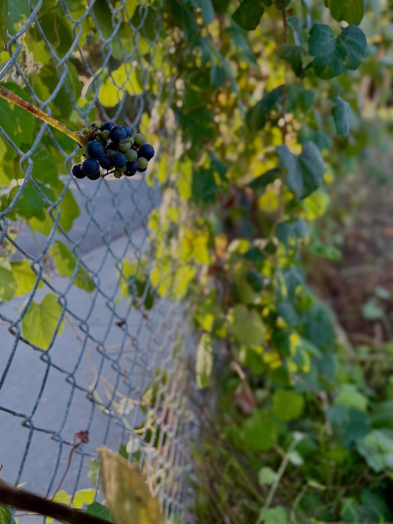 Seasonal Timing And The Ripening Standoff