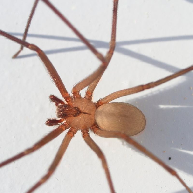 Seasonal Timing Behind Indoor Encounters