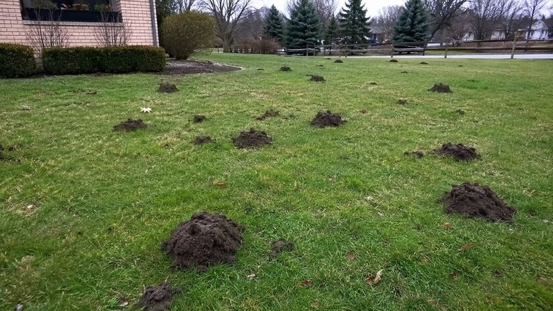 Seasonal Timing Explains Those Sudden Mound Explosions