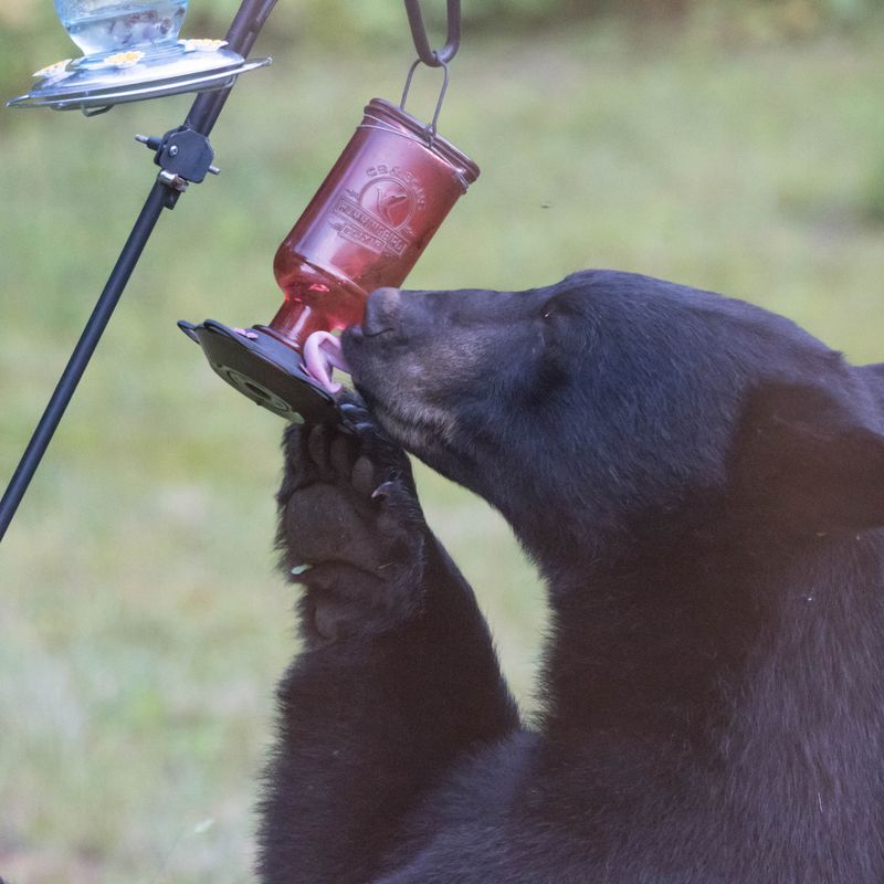 Seasonal Timing That Makes Feeders Especially Risky Seasonal Timing That Makes Feeders Especially Risky