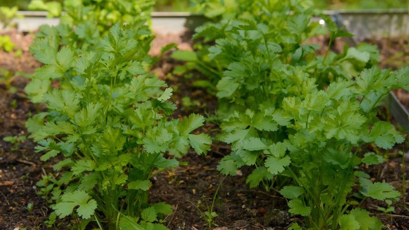 Second Plantings Beat Fighting The Heat