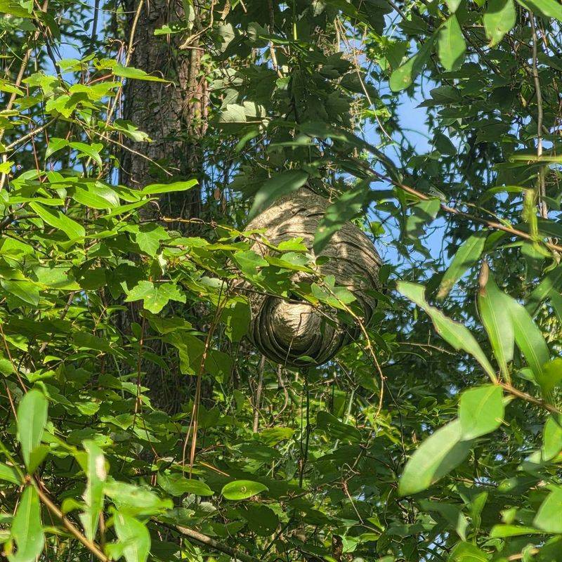 Secondary Nests Become Much Larger As The Season Goes On Secondary Nests Become Much Larger As The Season Goes On